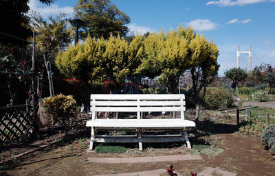 Trees in park