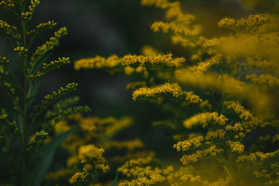 Close-up of yellow flowering plants