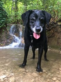 Portrait of black dog