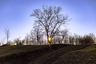 Bare trees on field against sky during sunset