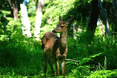 Deer on field in forest