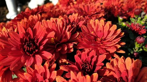 Close-up of red flowering plant