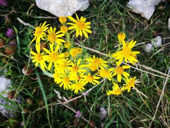 High angle view of yellow flowers blooming on field