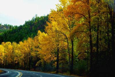 Trees by road in forest during autumn