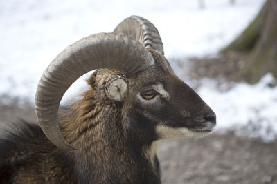 Close-up of goat