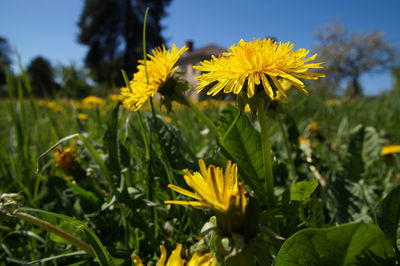 Close-up of yellow sunflower blooming on field against sky