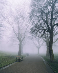 Foggy scene in a park