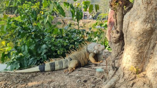 iguana