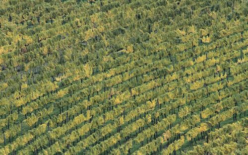 High angle view of corn field