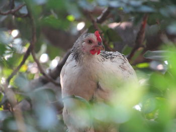 Close-up of a bird on branch