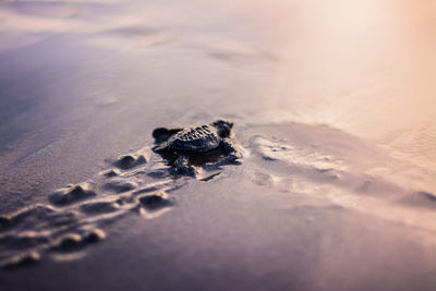 High angle view of turtle on beach during sunset