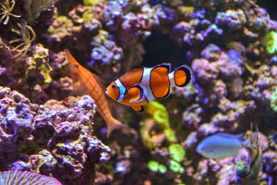 Close-up of fish swimming in aquarium