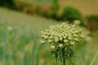 Close-up of white flowering plant