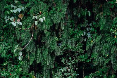 High angle view of fern leaves on tree in forest