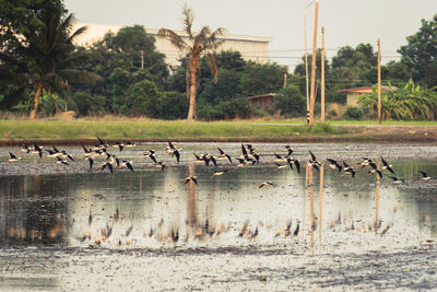 Birds in a lake