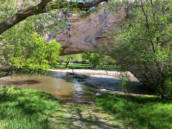 Scenic view of river amidst trees in forest