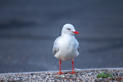 Seagull perching on a beach