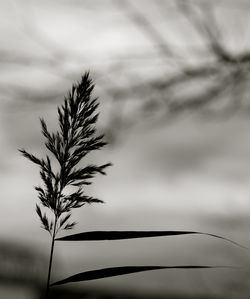 Close-up of tree against sky