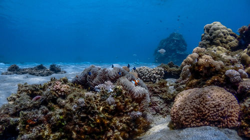 View of coral swimming in sea