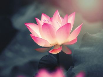 Close-up of pink lotus water lily