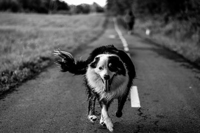 Close-up of dog on road