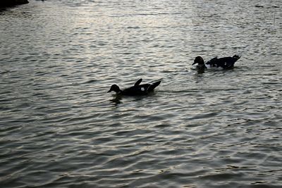 Ducks swimming in sea