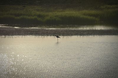 Group of birds in the background