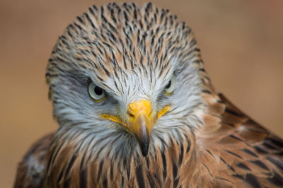 Close-up portrait of owl