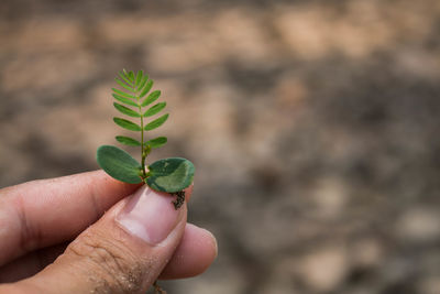 Close-up of hand holding plant