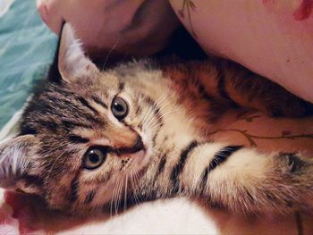 Close-up of cat lying down