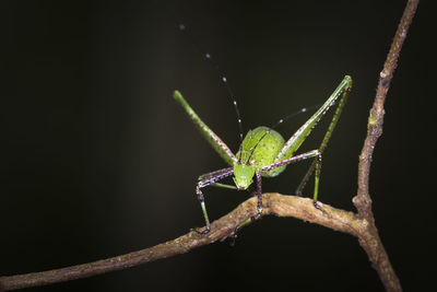 Close-up of phaneroptera sinensis insect on plant