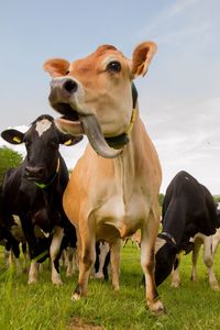 Cows standing on field against sky