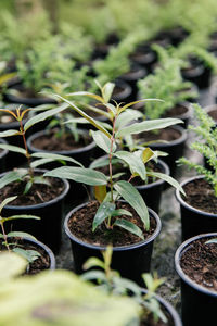 Close-up of potted plant