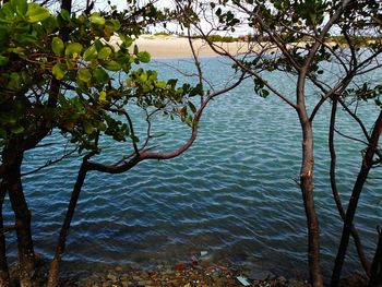 Scenic view of lake by trees