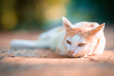 Close-up of cat resting