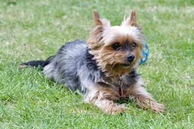 Portrait of dog on grass