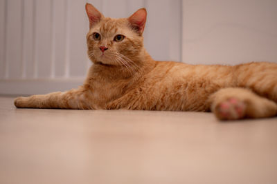 cat