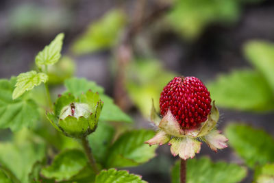 Close-up of strawberry growing on plant