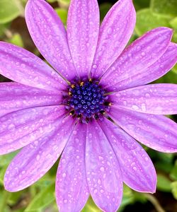 Close-up of water drops on pink flower