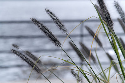 grass