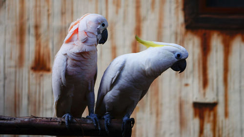 Close-up of parrot perching on wood