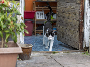 Portrait of dog in backyard