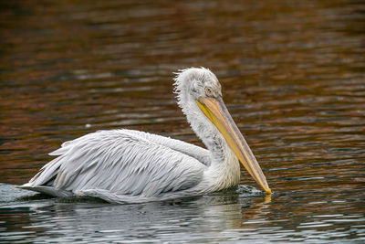 Close-up of pelican swimming in lake