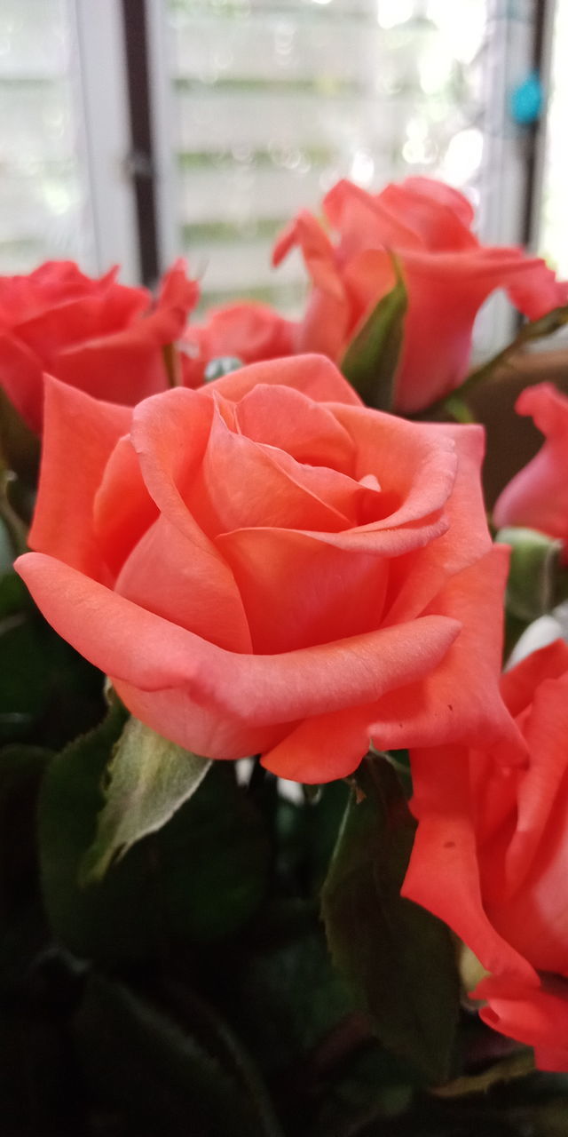 CLOSE-UP OF ROSE FLOWER