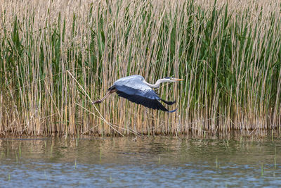 High angle view of gray heron in lake