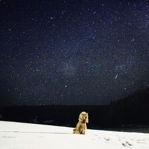 Cocker spaniel dog in snow with starry sky