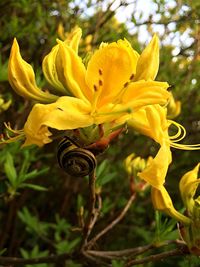 Close-up of yellow flowers