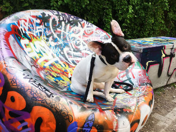 Portrait of dog sitting on multi colored toys