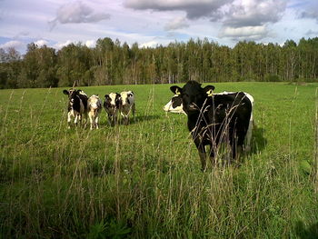 Cows on field against sky