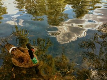 High angle view of duck swimming on lake